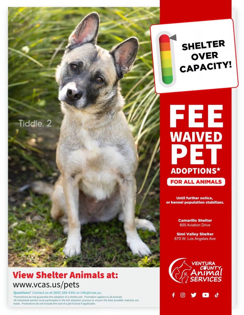 Image for the Tweet beginning: 🚨 EMERGENCY PET PROMOTION 🐾

Ventura